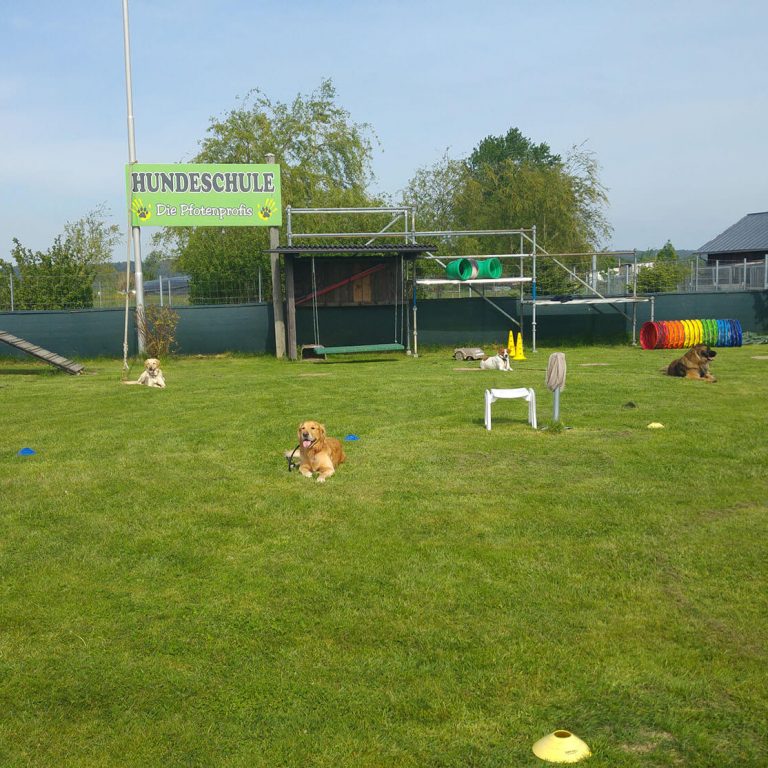Baby Hundetraining Treffen (3)