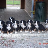 Bernersennen Welpen