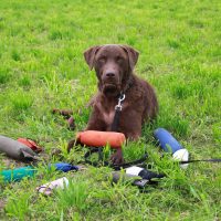 Dummytraining Dummys apportiert