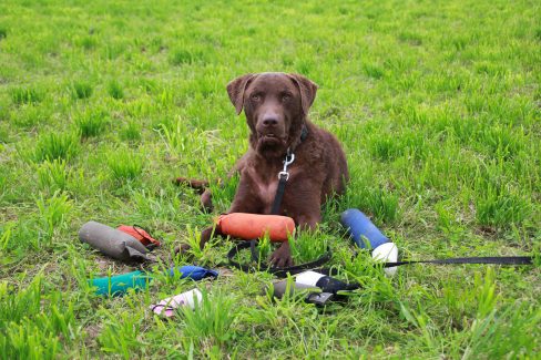 Dummytraining Dummys apportiert