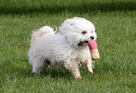 Dummytraining Malteser