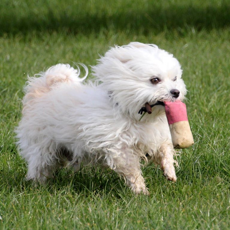 Dummytraining Malteser