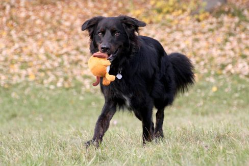 Dummytraining Spielzeug