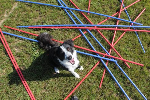 Fun Agility