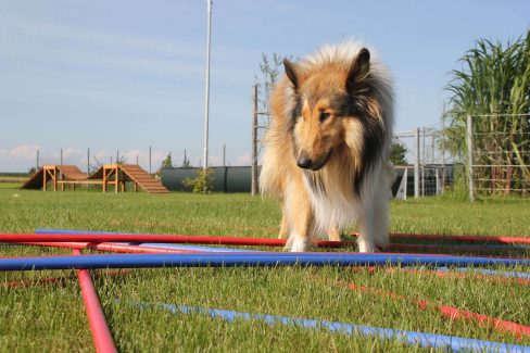 Gallerie Collie Cavaletti