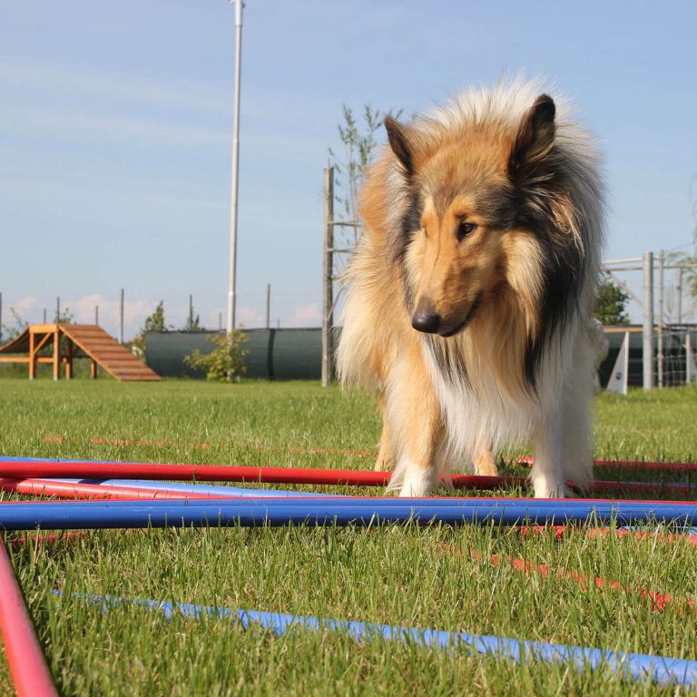 Gallerie Collie Cavaletti