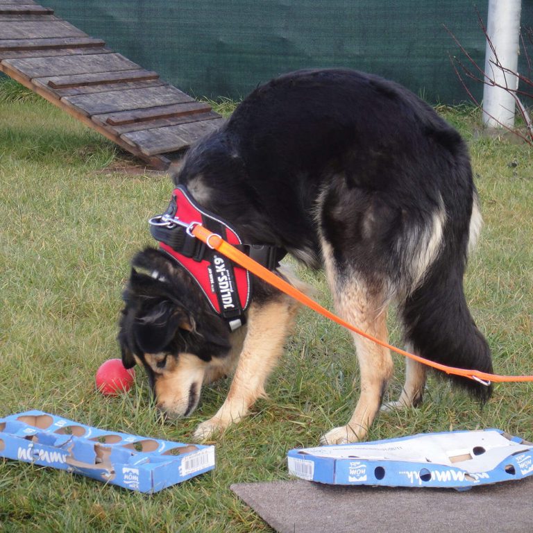 Hundenasen Leckerliesuche