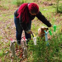 Hundenasen Sockenspiel