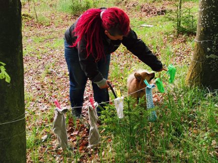 Hundenasen Sockenspiel