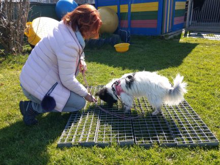 Hundenasen Suche im Gitter