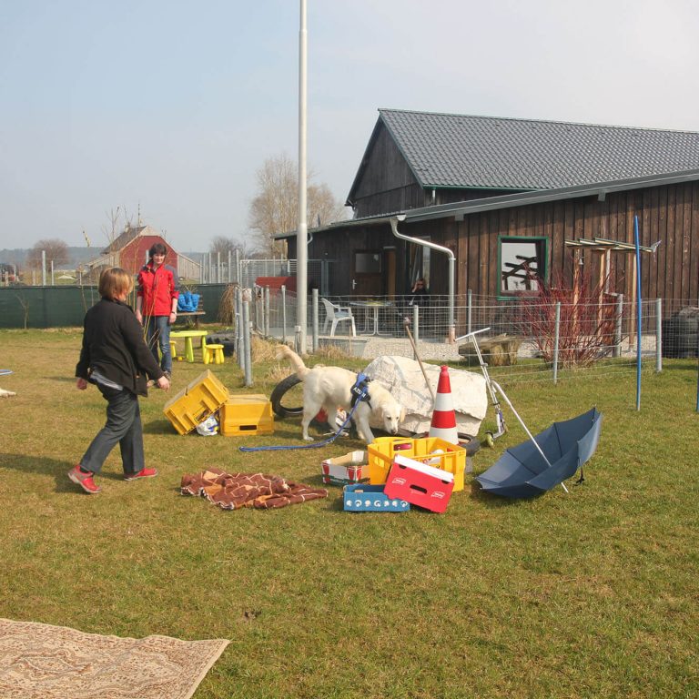 Hundenasen Trümmerhaufen