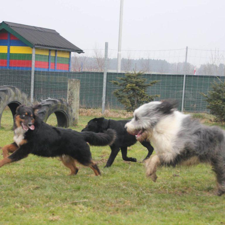 Hundetreffen Aktion