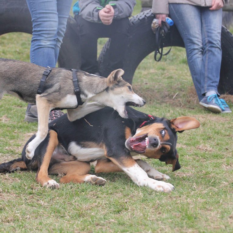 Hundetreffen Junghunde