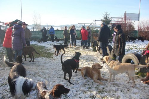 Hundetreffen Winter