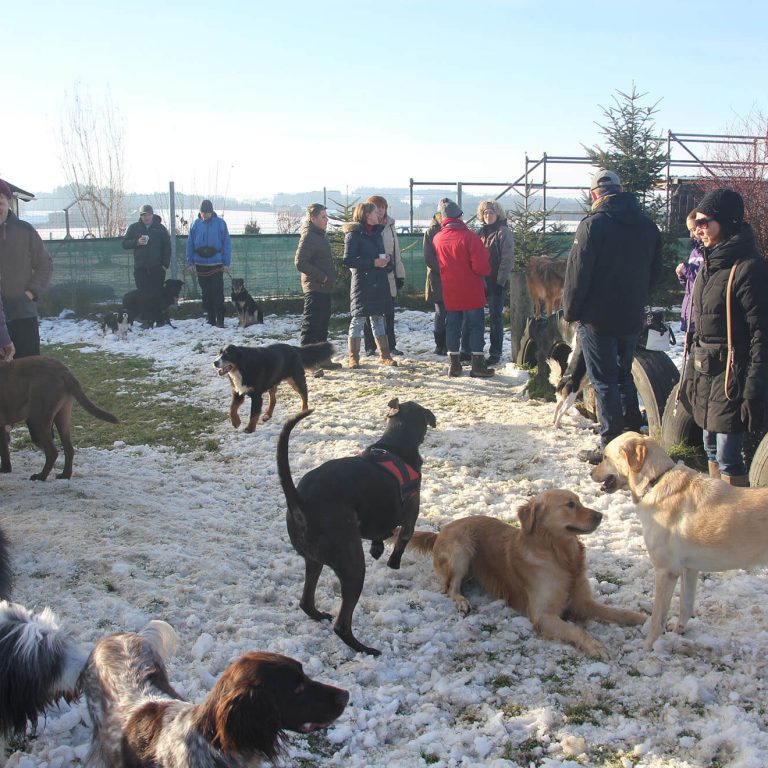 Hundetreffen Winter