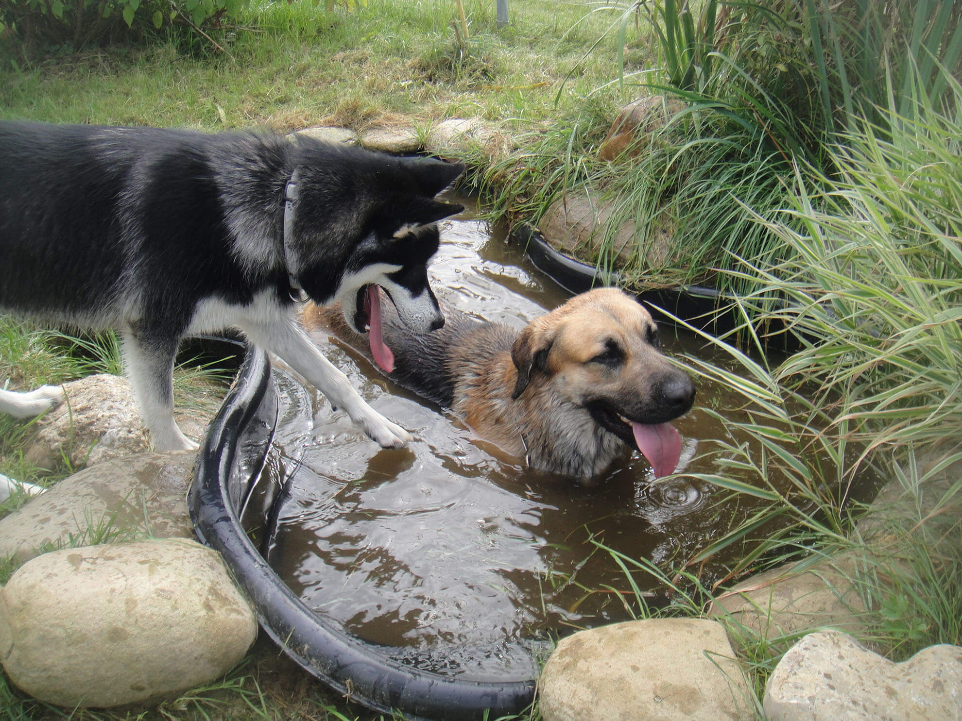 Hundetreffen baden