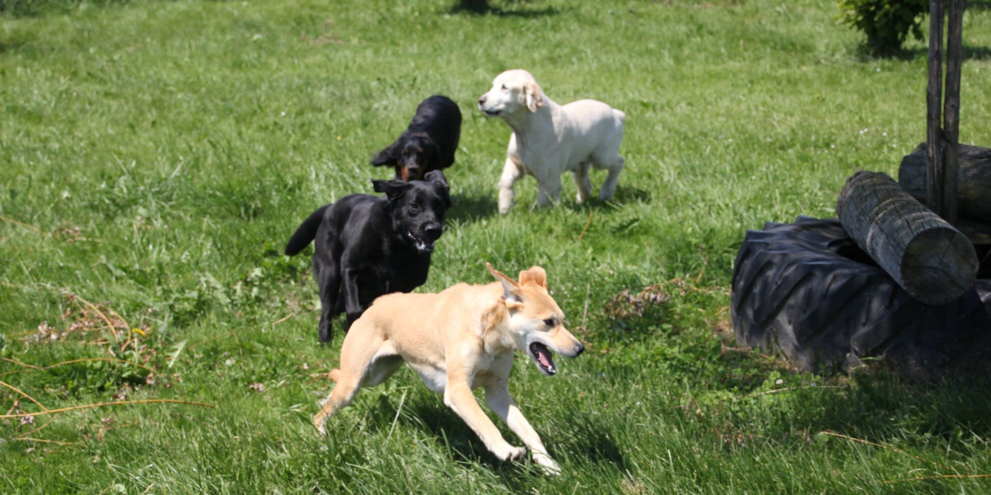 Hundetreffen spielen