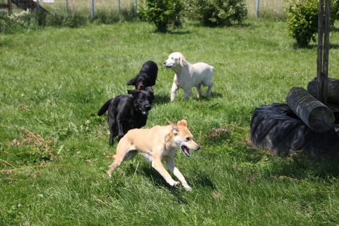 Hundetreffen spielen