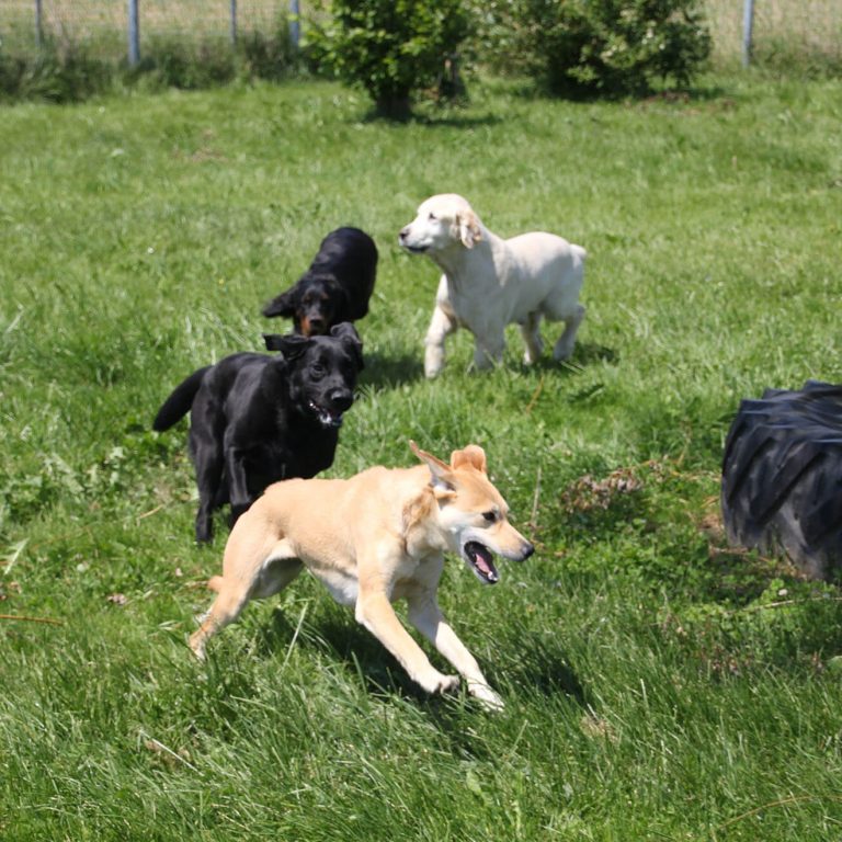 Hundetreffen spielen