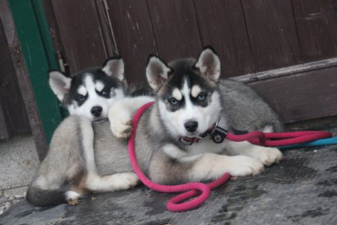 Huskeywelpen