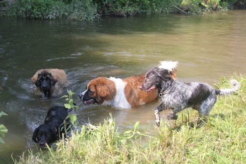 Junghundekurs Badespaß