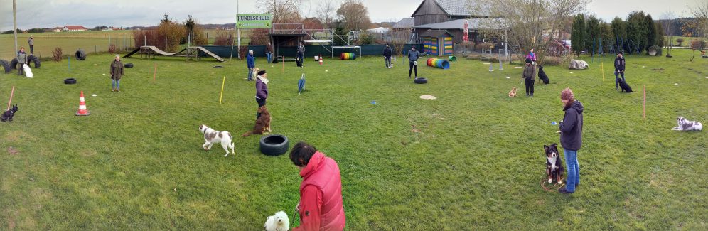 Junghundkurs Banner
