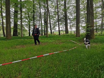 Longieren im Schatten