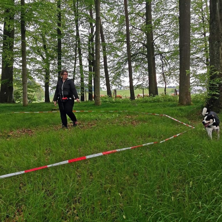 Longieren im Schatten