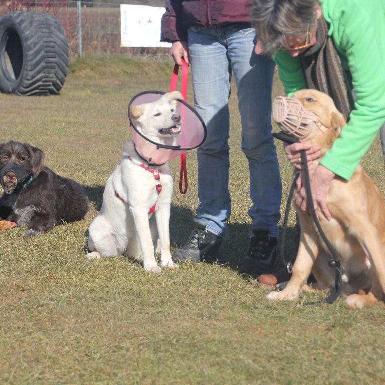 Maulkorb und Halskrause