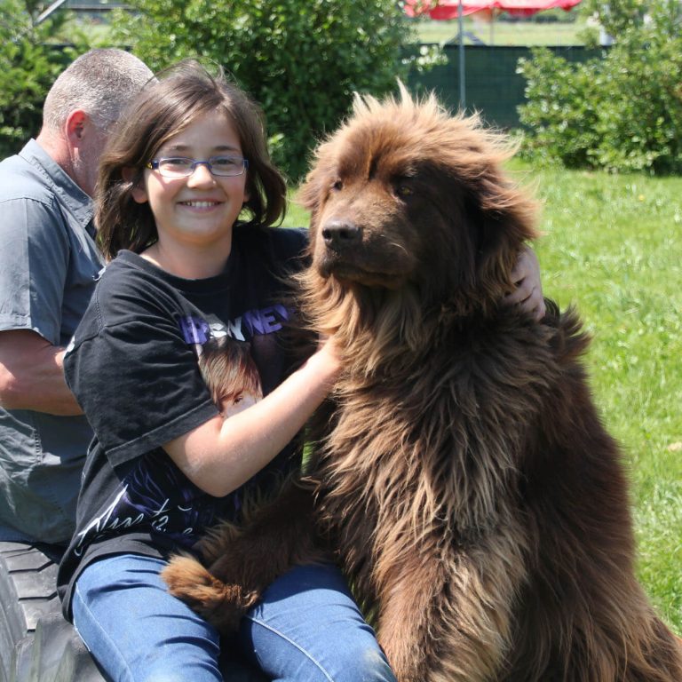Neufundländer Sissi