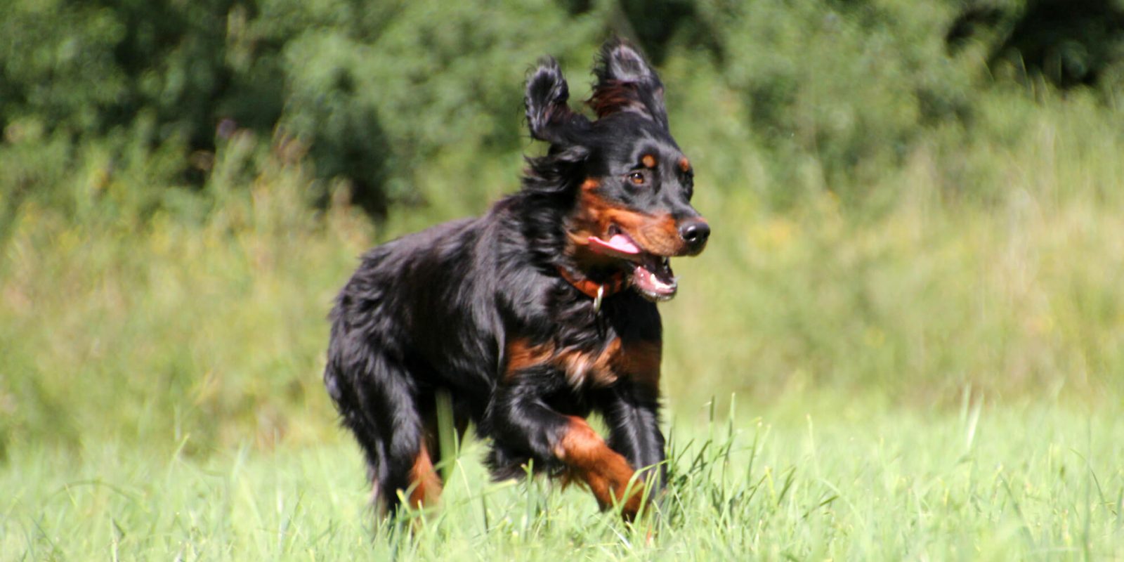 Pepper Wiese