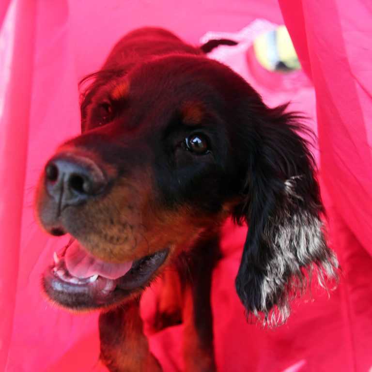 Pepper Agility Tunnel