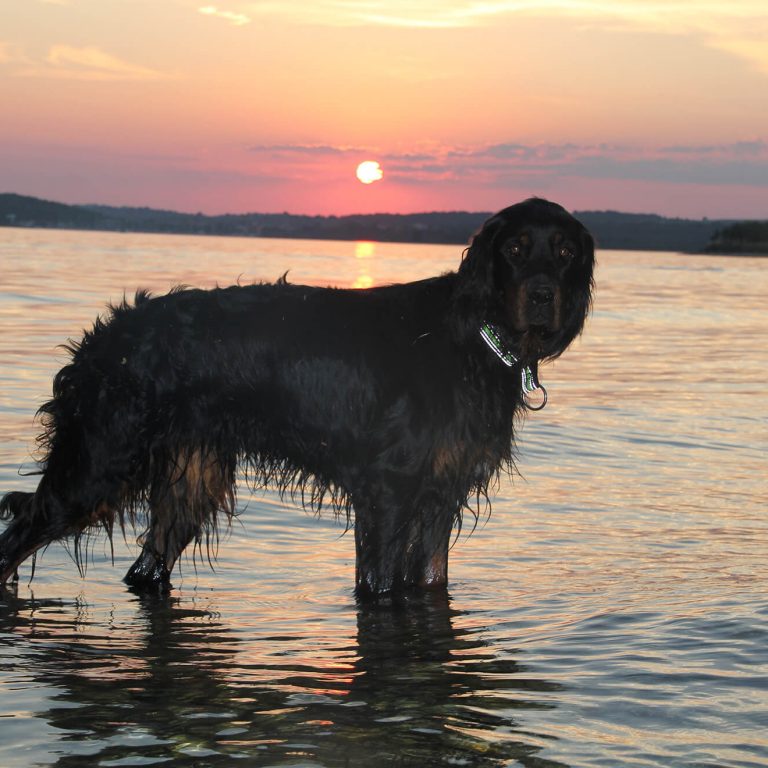 Pepper Sonnenuntergang