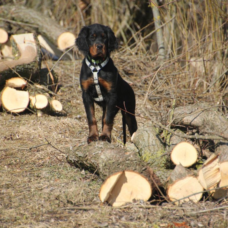 Pepper Wald