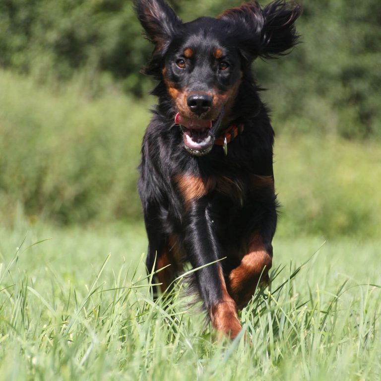 Pepper rennen