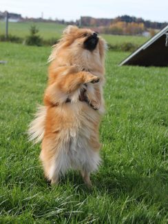 Spiel und Spaß Kunststücke