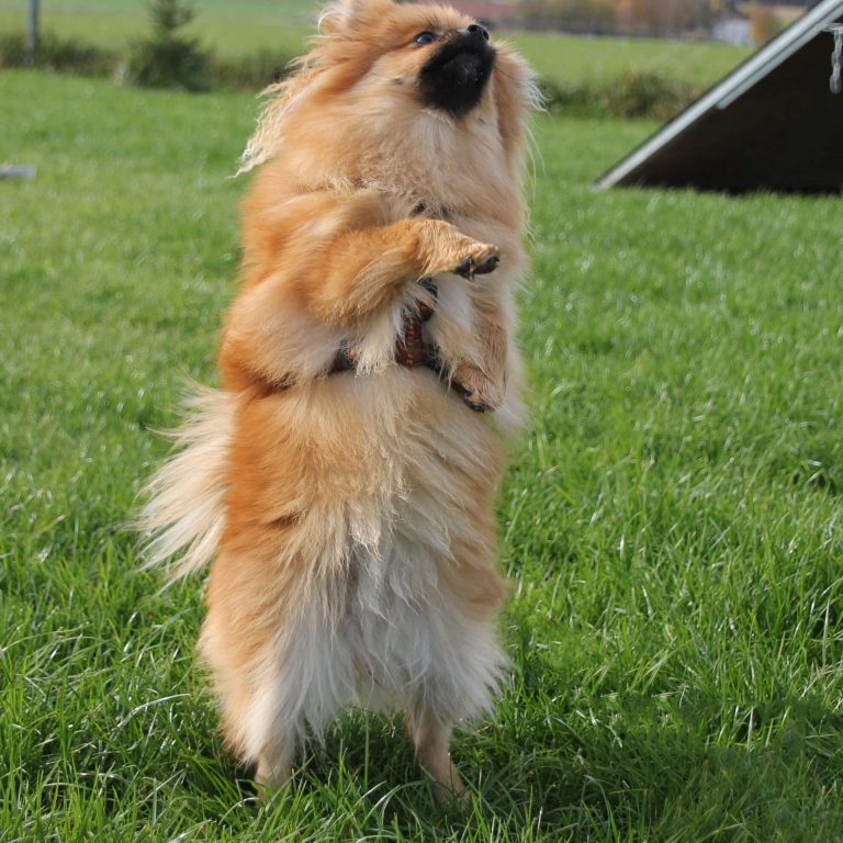 Spiel und Spaß Kunststücke