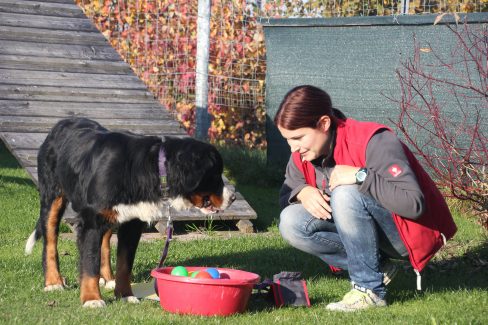 Spiel und Spaß Leckerliesuche