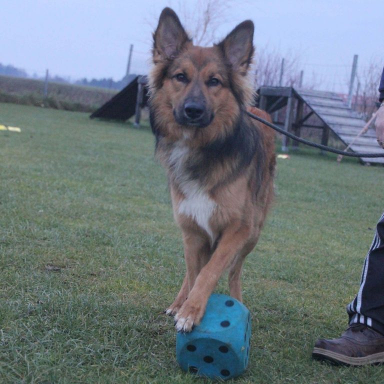 Spiel und Spaß Würfeln