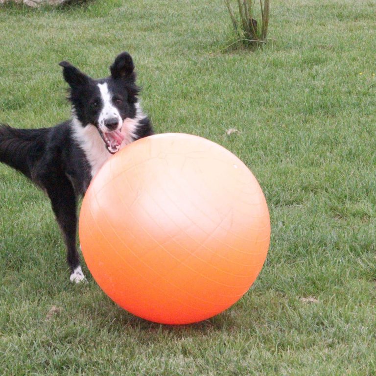 Treiball Fun