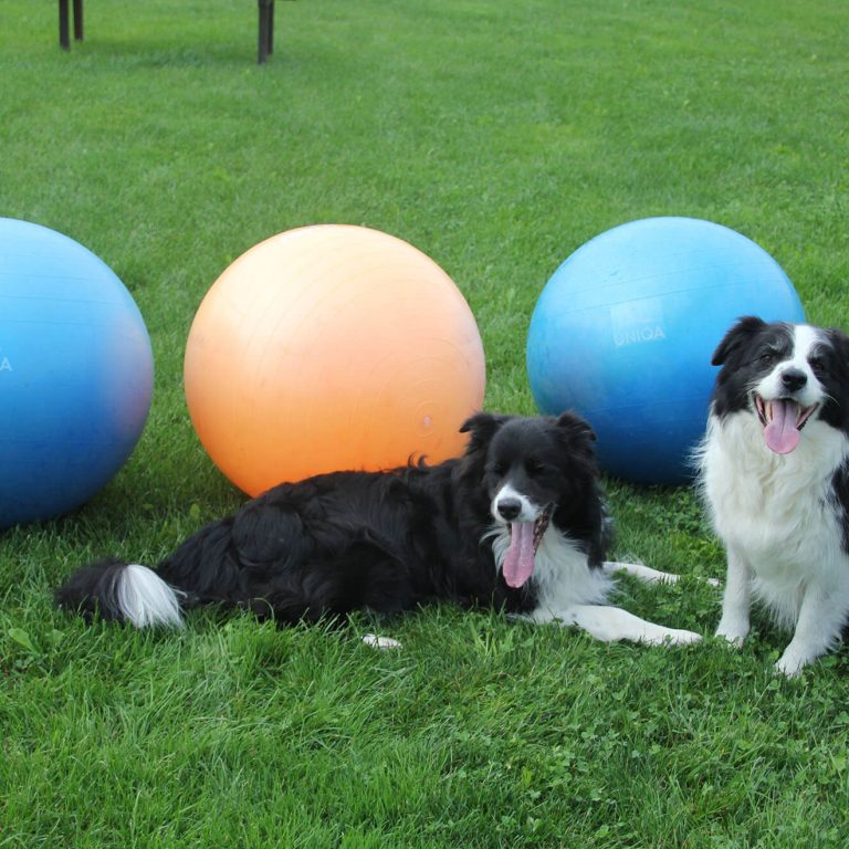 Treibball Bordercollie
