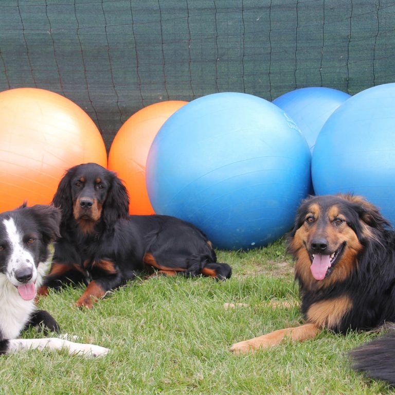 Treibball Gruppe