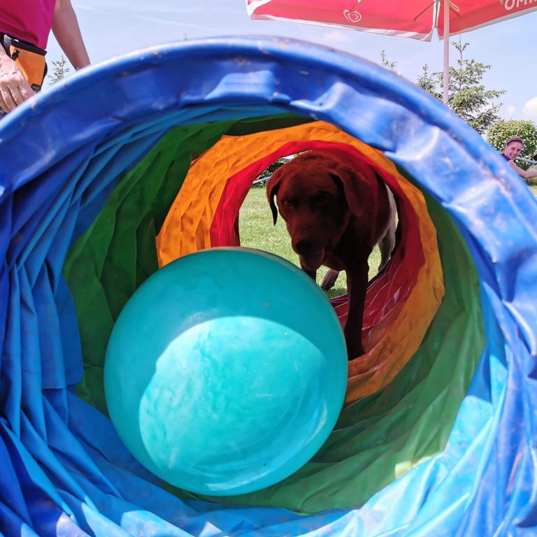 Treibball Tunnel