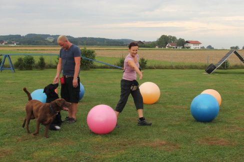 Treibball mit Longieren