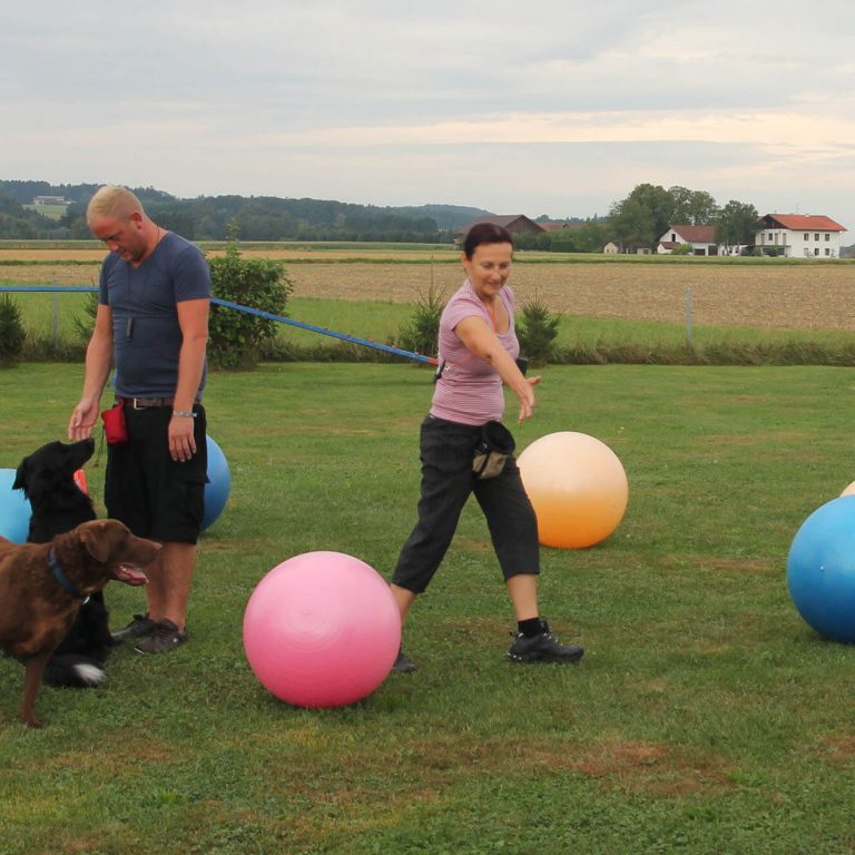 Treibball mit Longieren