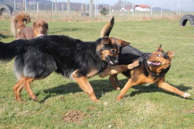 Verhaltenstherapie 2