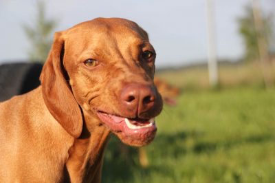 Verhaltenstherapie 4