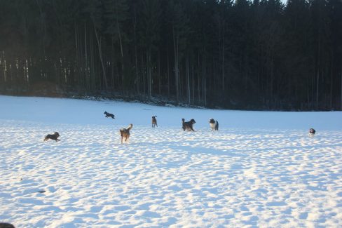 Wanderungen Hunde spielen