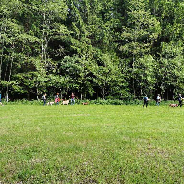 Wanderungen Waldrand