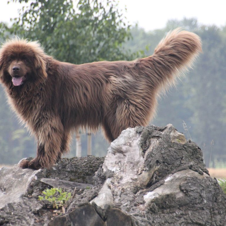 brown beauti